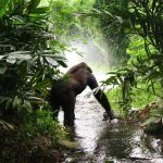 gorilla, jungle, mist-61136.jpg